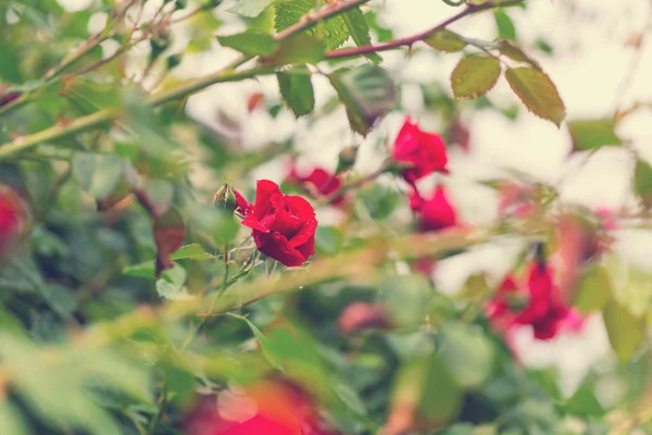 Pembe Gül Güzel Doğa Arka Planı — Stok fotoğraf