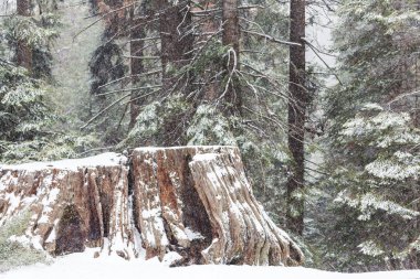 Snowe içinde kaplı dev Sekoya ağaçları orman
