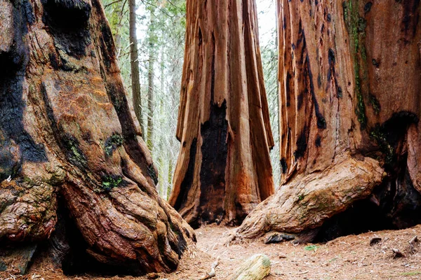 Sequoias Wald Der Sommersaison — Stockfoto