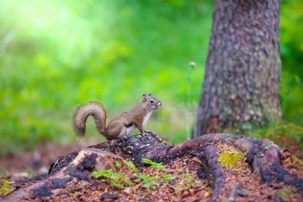 Little Squirrel Close — Stock Photo, Image