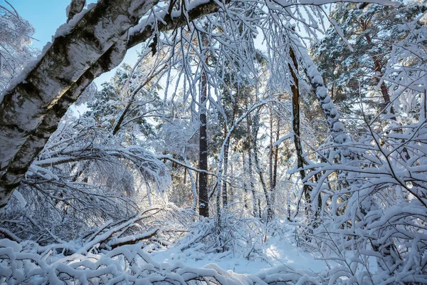 Malerischer Schneebedeckter Wald Der Wintersaison Gut Für Den Weihnachtlichen Hintergrund — Stockfoto