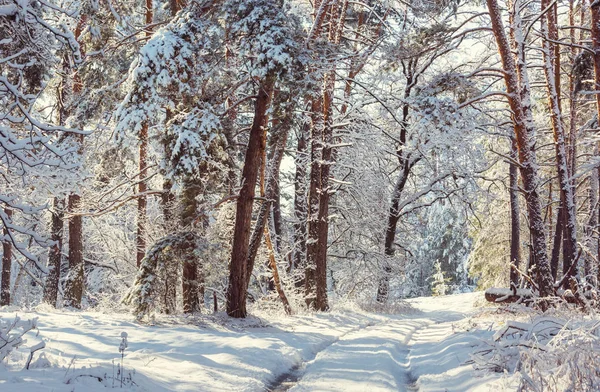 겨울에는 눈덮인 펼쳐져 크리스마스를 배경으로 — 스톡 사진