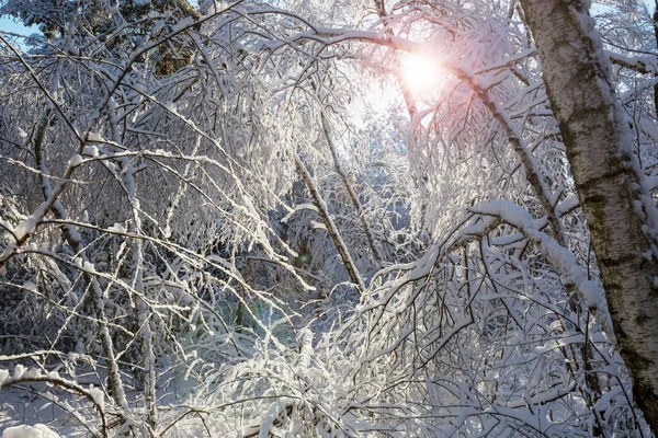 Scenic Besneeuwde Bos Winter Seizoen Goed Voor Kerst Achtergrond — Stockfoto