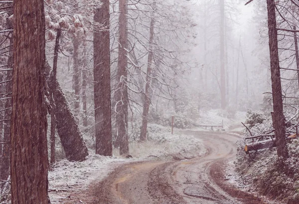 冬の季節には雪に覆われた森 クリスマスの背景に良い — ストック写真