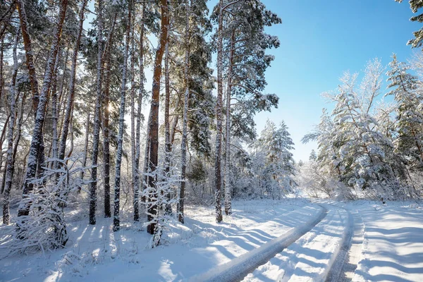 Malerischer Schneebedeckter Wald Der Wintersaison Gut Für Den Weihnachtlichen Hintergrund — Stockfoto