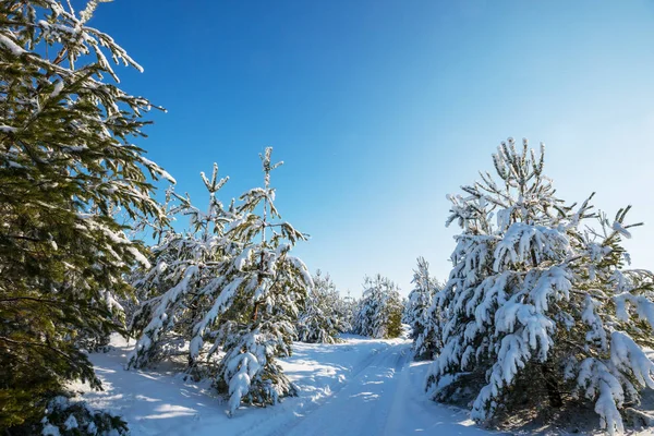 冬の季節には雪に覆われた森 クリスマスの背景に良い — ストック写真