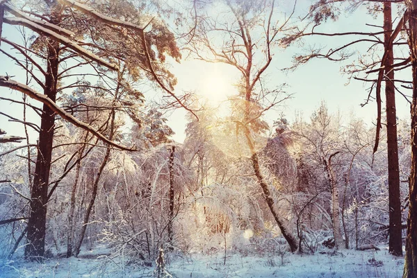 Natursköna Snötäckta Skogar Vintersäsongen Bra För Jul Bakgrund — Stockfoto