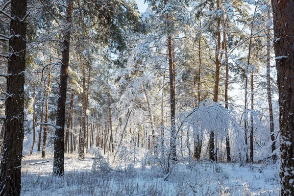 Malerischer Schneebedeckter Wald Der Wintersaison Gut Für Den Weihnachtlichen Hintergrund — Stockfoto