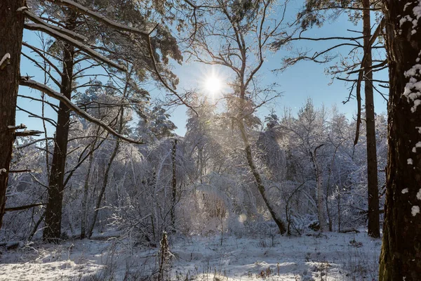 Bosque Cubierto Nieve Escénica Temporada Invierno Bueno Para Fondo Navidad —  Fotos de Stock