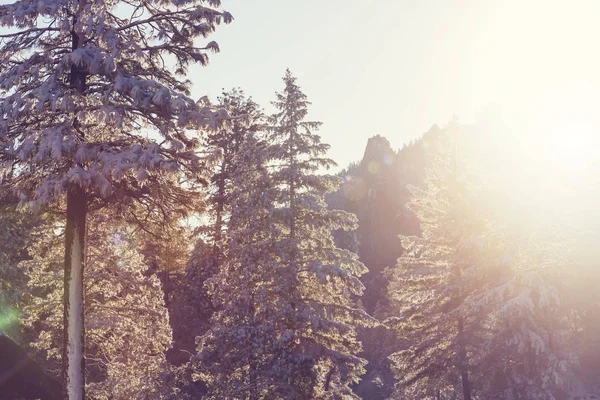 Bosque Cubierto Nieve Escénica Temporada Invierno Bueno Para Fondo Navidad — Foto de Stock