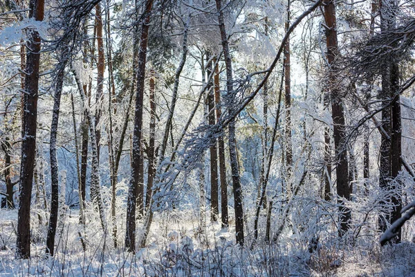 Floresta Coberta Neve Cênica Temporada Inverno Bom Para Fundo Natal — Fotografia de Stock