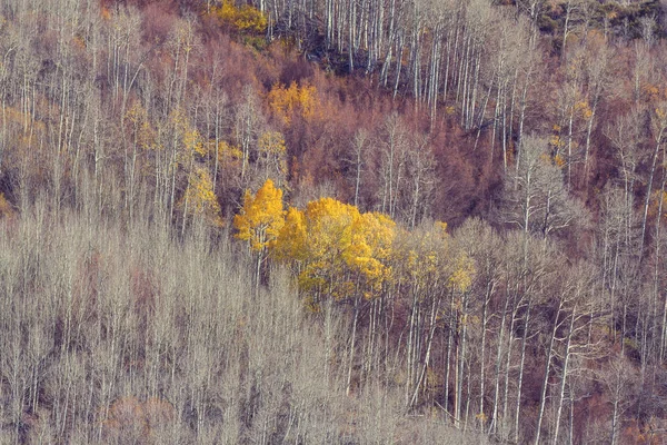 Colorful Sunny Forest Scene Autumn Season Yellow Trees Clear Day — Stock Photo, Image