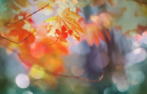 秋天五彩斑斓的黄叶 特写镜头 适用于背景图片 — 图库照片
