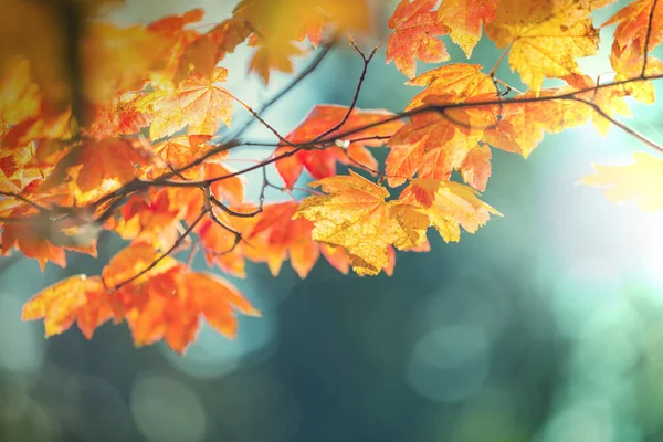 Sonbahar Mevsiminde Renkli Sarı Yapraklar Yakın Plan Çekim Arkaplan Resmi — Stok fotoğraf