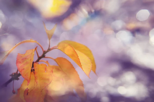 Colorful Yellow Leaves Autumn Season Close Shot Suitable Background Image — Stock Photo, Image