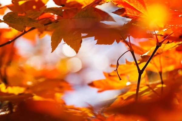 Foglie Gialle Colorate Nella Stagione Autunnale Primo Piano Adatto Immagine — Foto Stock