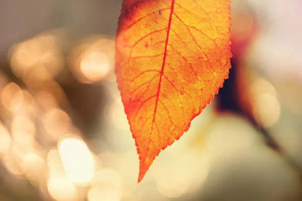 Colorful Yellow Leaves Autumn Season Close Shot Suitable Background Image — Stock Photo, Image