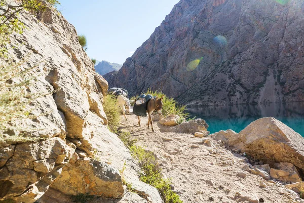 Burro Solitário Montanha Fann Tajiquistão — Fotografia de Stock