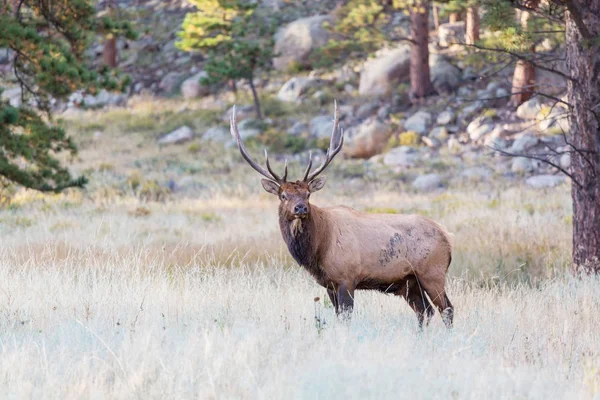 Mountain Bull Elk Στο Δάσος Φθινόπωρο Κολοράντο Ηπα — Φωτογραφία Αρχείου