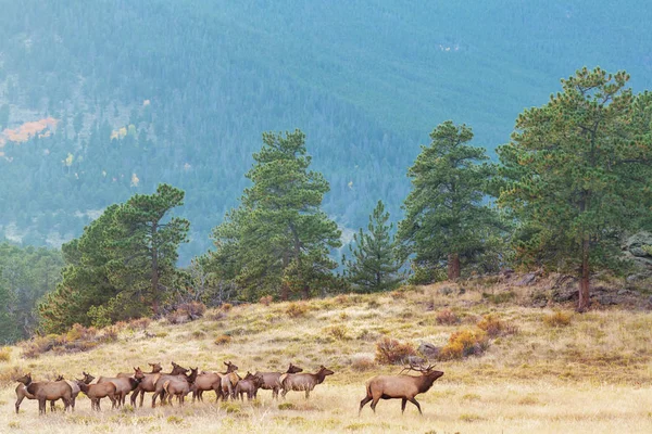 Mountain Bull Geyiği Sonbahar Ormanında Colorado Abd — Stok fotoğraf