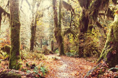 Olimpik Milli Parkı, Washington, ABD'deki muhteşem yağmur ormanları. Moss kalın tabaka ile kaplı ağaçlar.