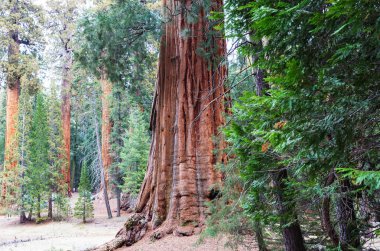 Yaz mevsiminde Sequoias Ormanı