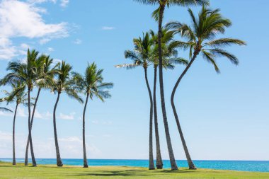 Tropikal plajda huzur