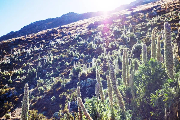 Schöne Blumen Den Cordillera Huayhuash Bergen Peru Südamerika — Stockfoto