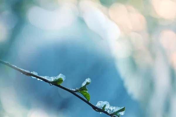 Pittoresca Foresta Innevata Inverno — Foto Stock