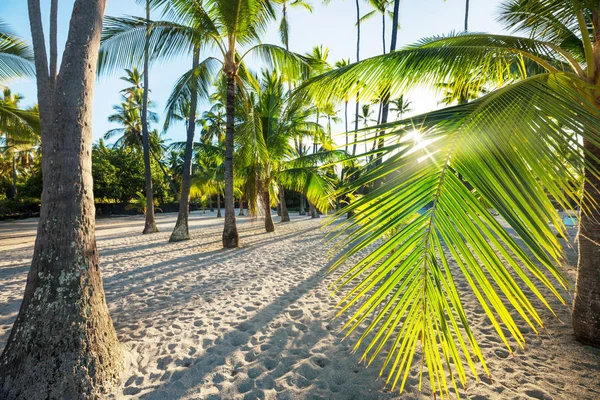 Palm Shadow Sandy Beach — Stock Photo, Image