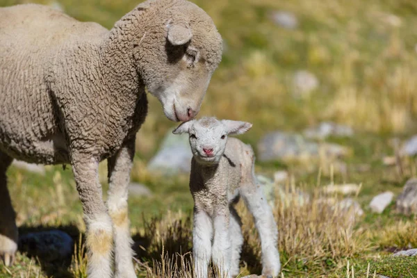 Sheep Field Close — Stock Photo, Image