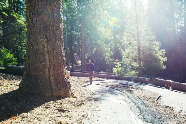 Foresta Delle Sequoie Nella Stagione Estiva — Foto Stock