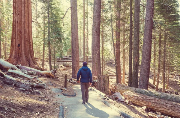 Sequoias Wald Der Sommersaison — Stockfoto