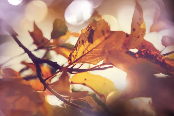 Feuilles Jaunes Colorées Automne Gros Plan Convient Pour Image Fond — Photo