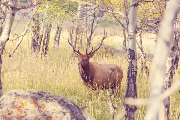 Mountain Bull Elk Höstskogen Colorado Usa — Stockfoto