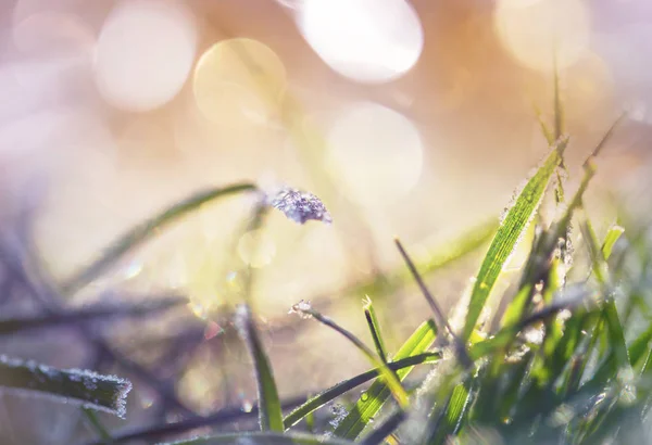 Detailní Záběr Zamrzlé Trávy Zimním Ránu Horách — Stock fotografie