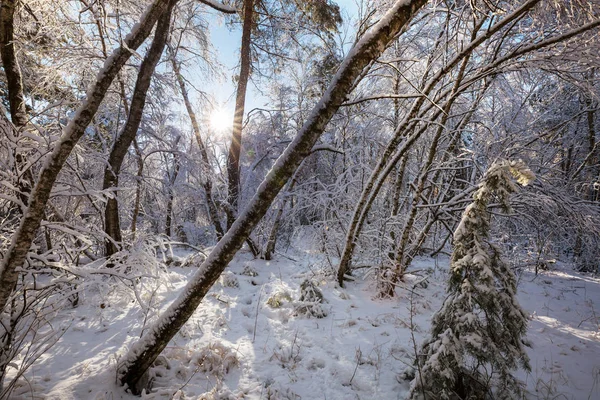 Scenic Besneeuwde Bos Winter Seizoen Goed Voor Kerst Achtergrond — Stockfoto