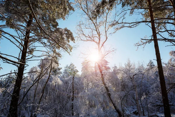 Bosque Cubierto Nieve Escénica Temporada Invierno Bueno Para Fondo Navidad — Foto de Stock