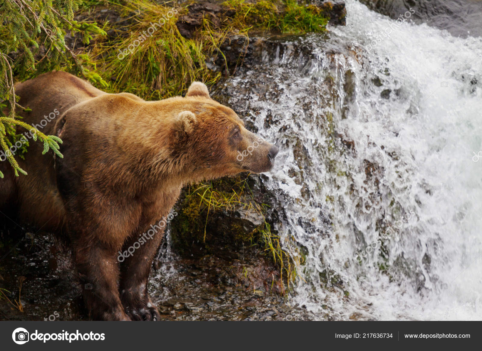 RÃ©sultat de recherche d'images pour "bruine beren in Alaska"