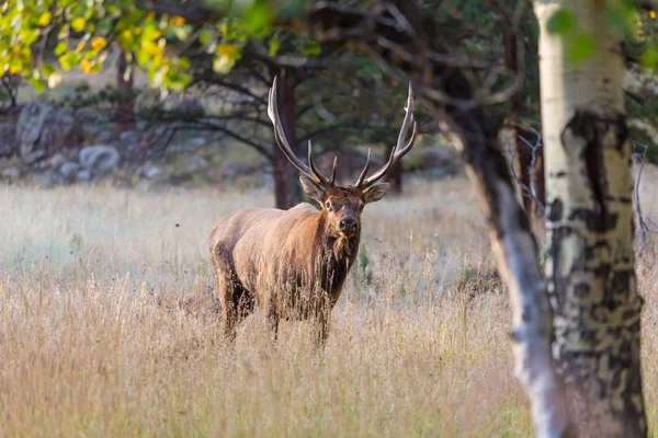 Mountain Bull Elk Höstskogen Colorado Usa — Stockfoto