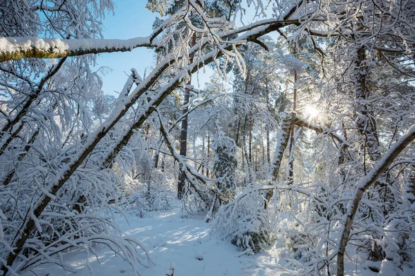 冬の絵になる雪に覆われた森 — ストック写真