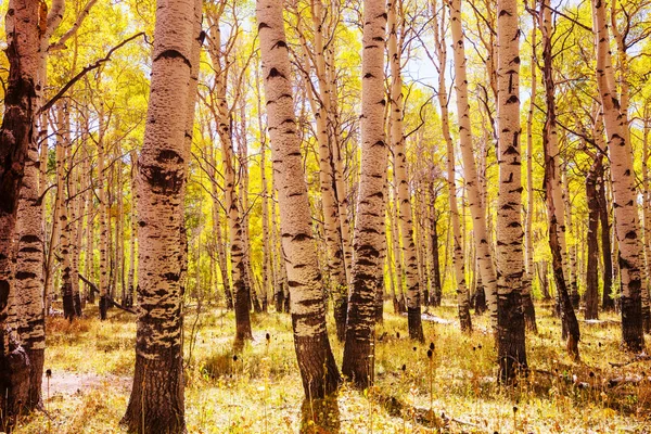 Cena Floresta Ensolarada Colorida Temporada Outono Com Árvores Amarelas Dia — Fotografia de Stock