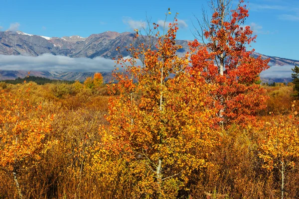 Couleurs Vives Saison Automne Dans Parc National Grand Teton Wyoming — Photo