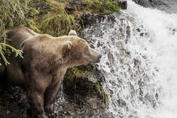 Καφέ Αρκούδα Στην Αλάσκα — Φωτογραφία Αρχείου