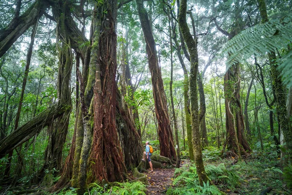 Wanderer Auf Dem Weg Den Grünen Dschungel Hawaii Usa — Stockfoto