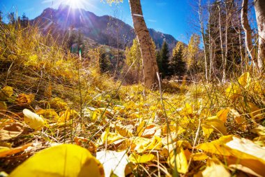 Sonbahar mevsiminde açık havada sarı ağaçlarla güneşli bir orman sahnesi.