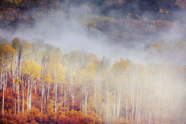 Kleurrijke Zonnige Bos Scene Het Najaar Met Gele Bomen Heldere — Stockfoto