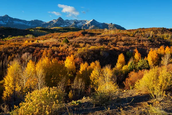 Colorful Yellow Autumn Colorado United States Fall Season — Stock Photo, Image