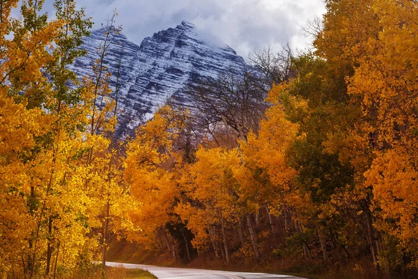 Kleurrijke Gele Herfst Colorado Verenigde Staten Herfstseizoen — Stockfoto