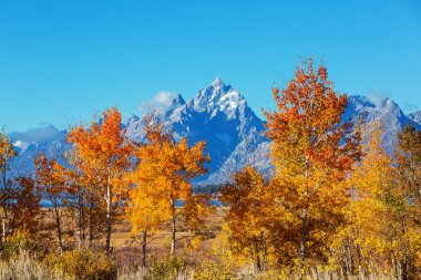Güz mevsiminin parlak renkleri Grand Teton Ulusal Parkı, Wyoming, ABD